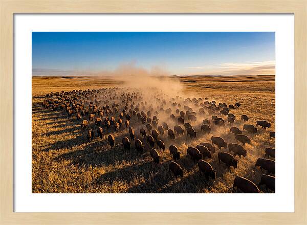American Bison Herd On Prairie