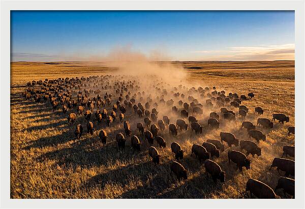 American Bison Herd On Prairie