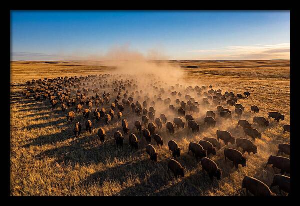 American Bison Herd On Prairie
