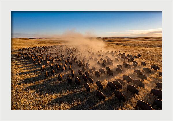 American Bison Herd On Prairie