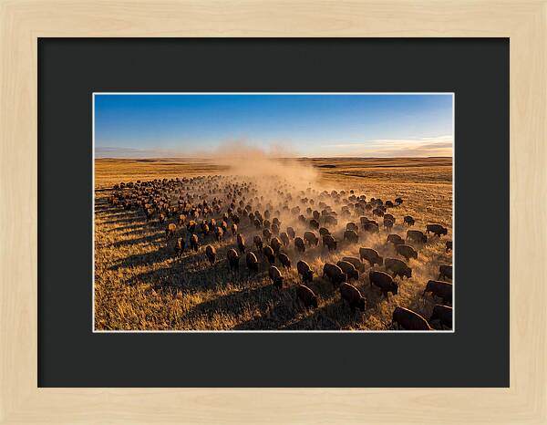 American Bison Herd On Prairie