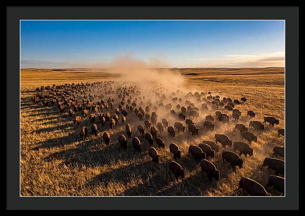 American Bison Herd On Prairie