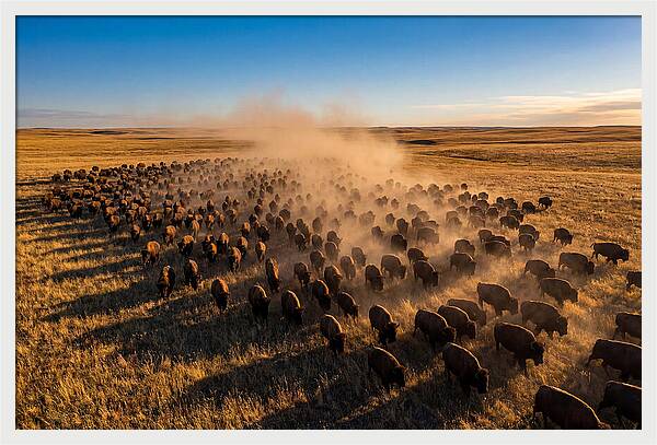 American Bison Herd On Prairie