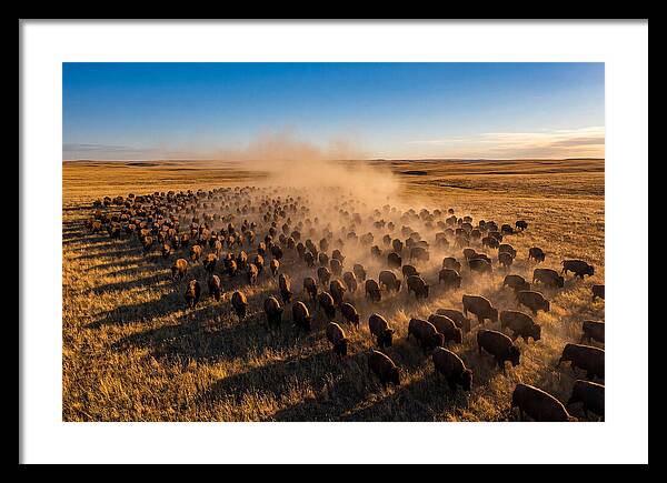 American Bison Herd On Prairie