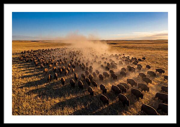 American Bison Herd On Prairie