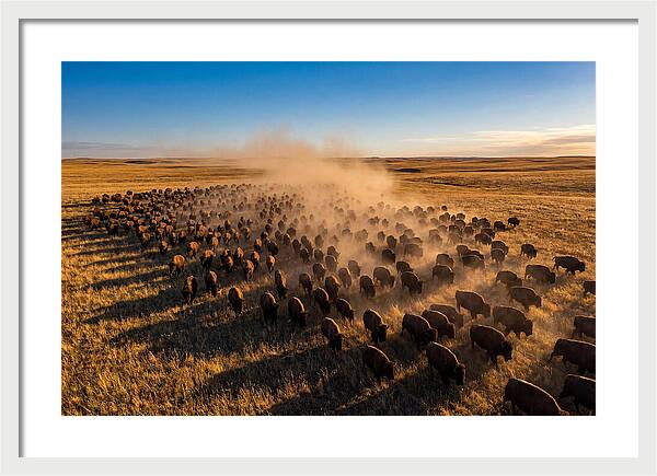 American Bison Herd On Prairie