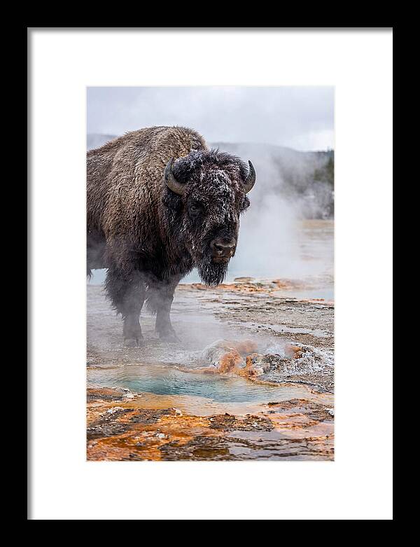 American Bison In Yellowstone Steam