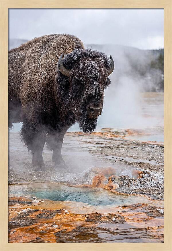 American Bison In Yellowstone Steam