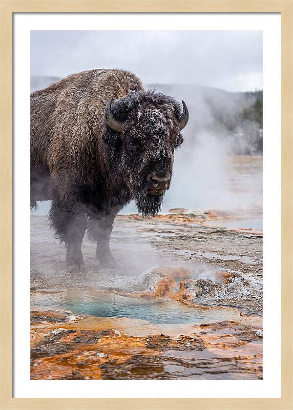 American Bison In Yellowstone Steam