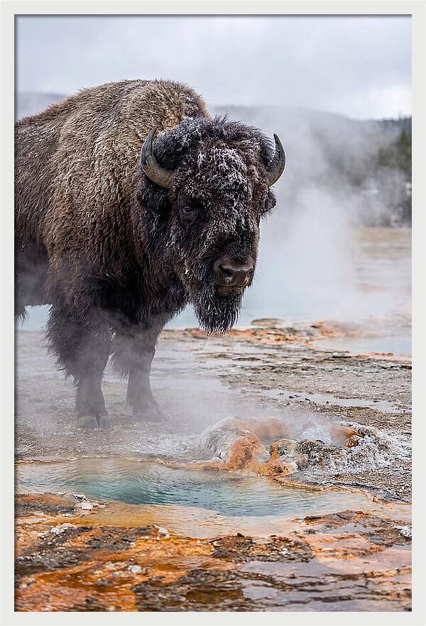 American Bison In Yellowstone Steam