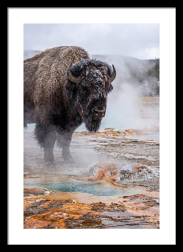 American Bison In Yellowstone Steam