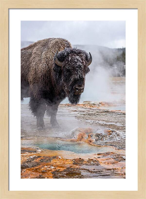 American Bison In Yellowstone Steam