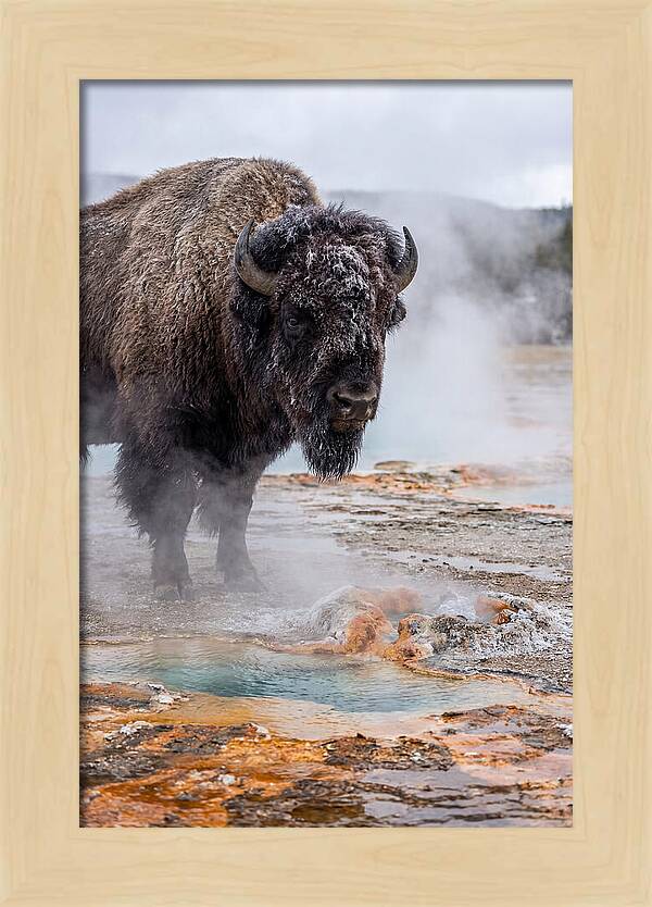 American Bison In Yellowstone Steam