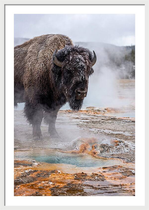 American Bison In Yellowstone Steam