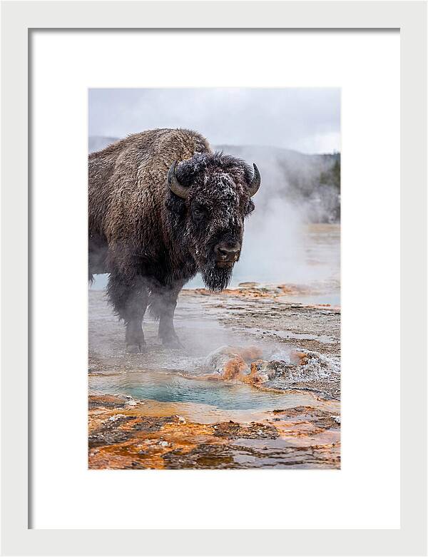 American Bison In Yellowstone Steam