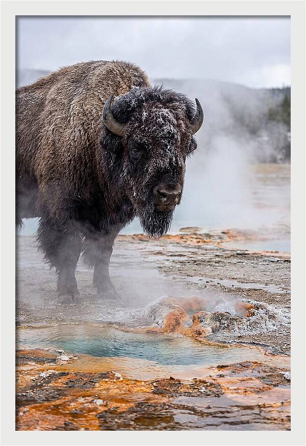 American Bison In Yellowstone Steam