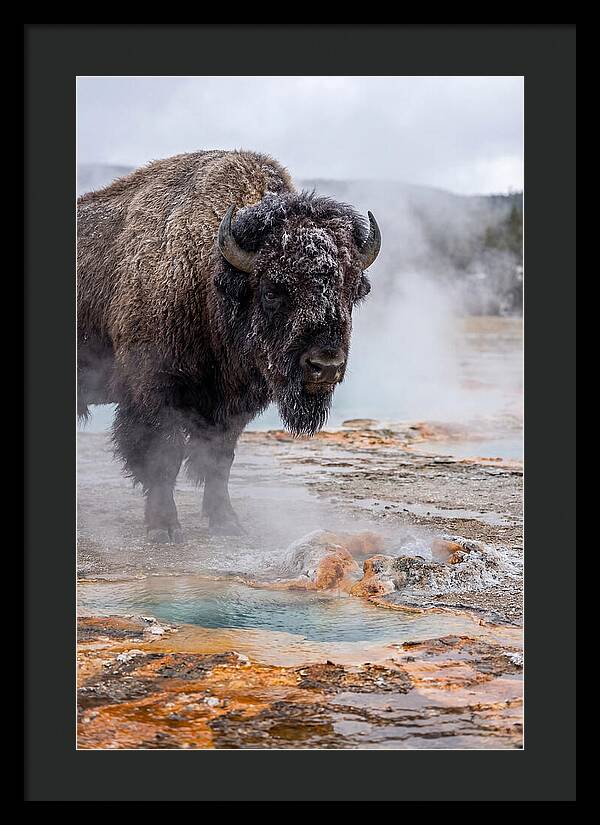 American Bison In Yellowstone Steam