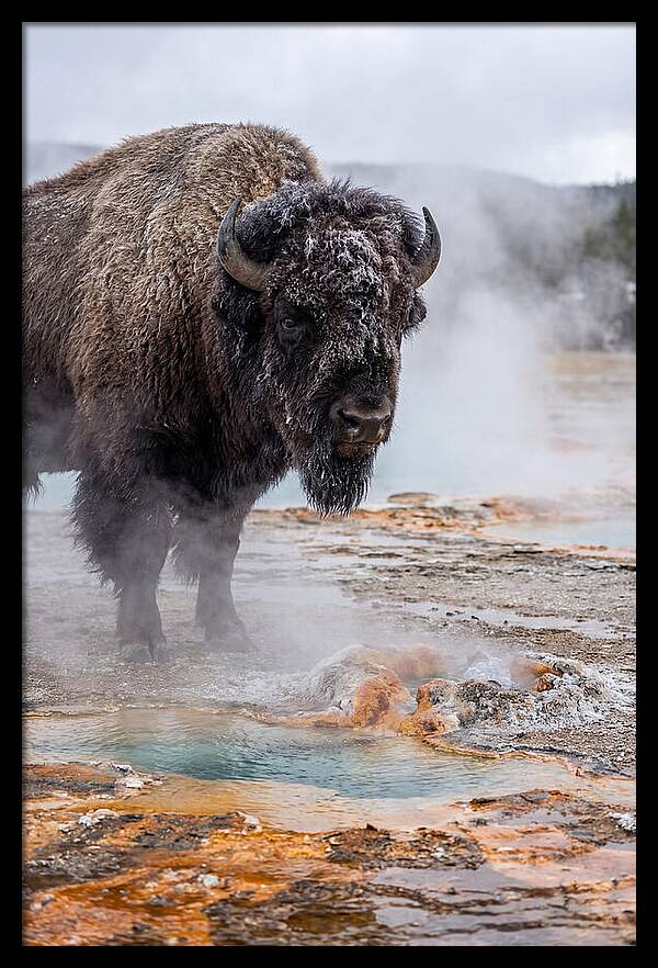 American Bison In Yellowstone Steam