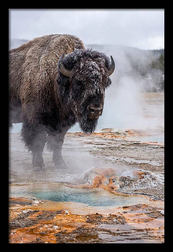 American Bison In Yellowstone Steam