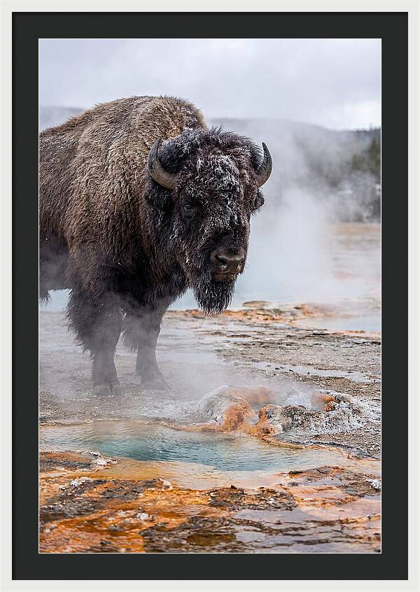 American Bison In Yellowstone Steam