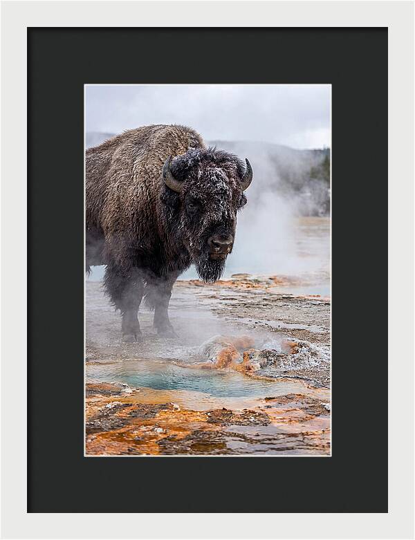American Bison In Yellowstone Steam