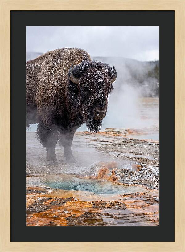 American Bison In Yellowstone Steam