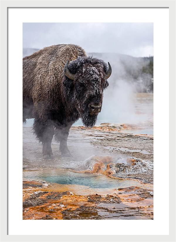 American Bison In Yellowstone Steam