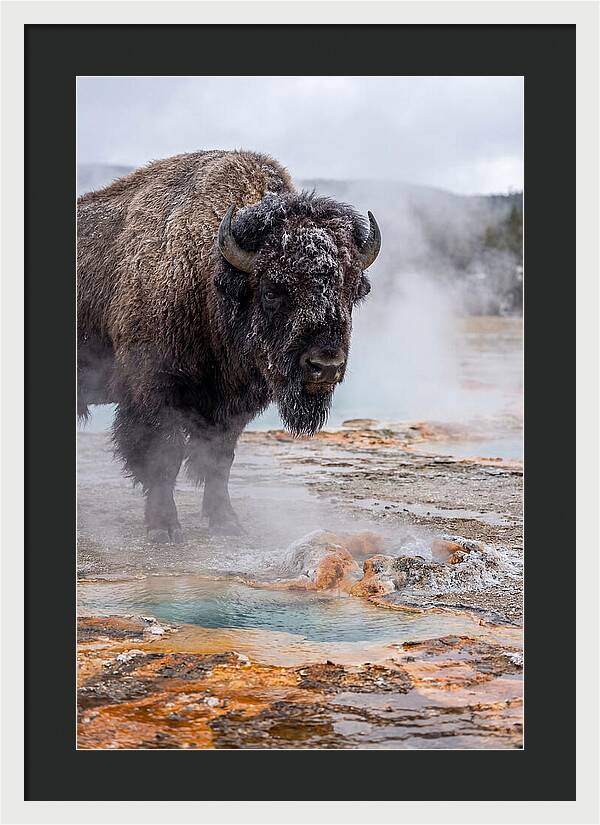 American Bison In Yellowstone Steam