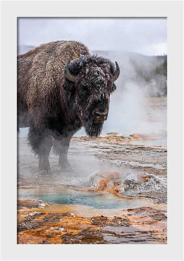 American Bison In Yellowstone Steam