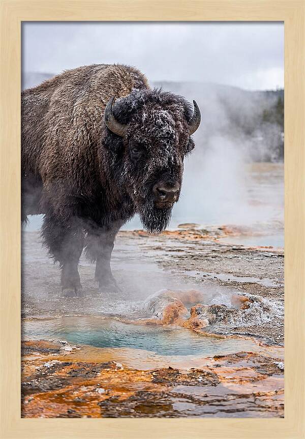 American Bison In Yellowstone Steam