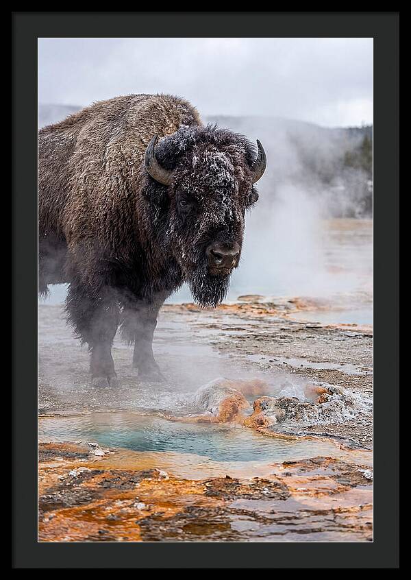 American Bison In Yellowstone Steam