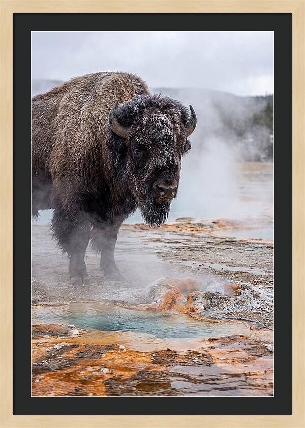 American Bison In Yellowstone Steam