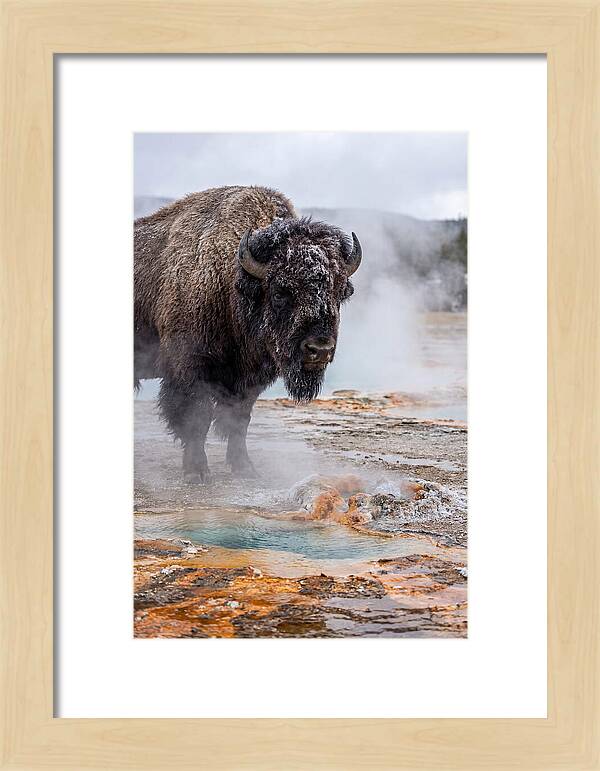 American Bison In Yellowstone Steam