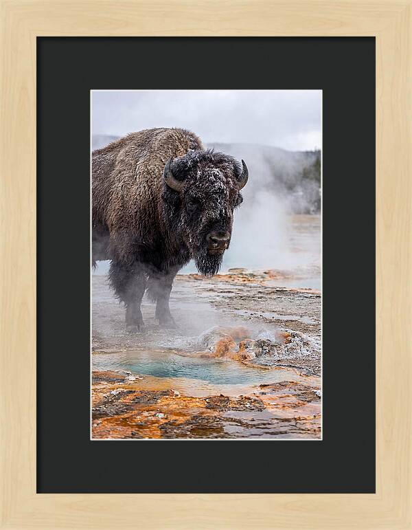 American Bison In Yellowstone Steam