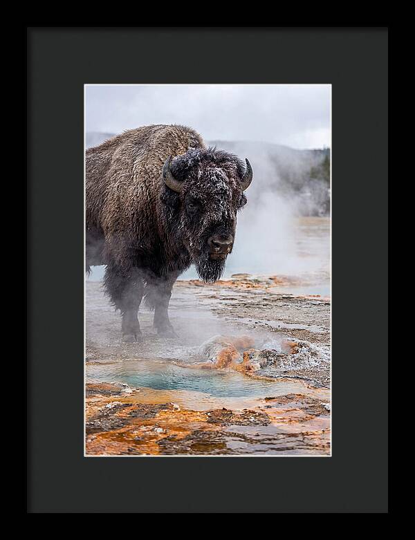 American Bison In Yellowstone Steam