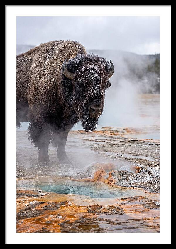 American Bison In Yellowstone Steam