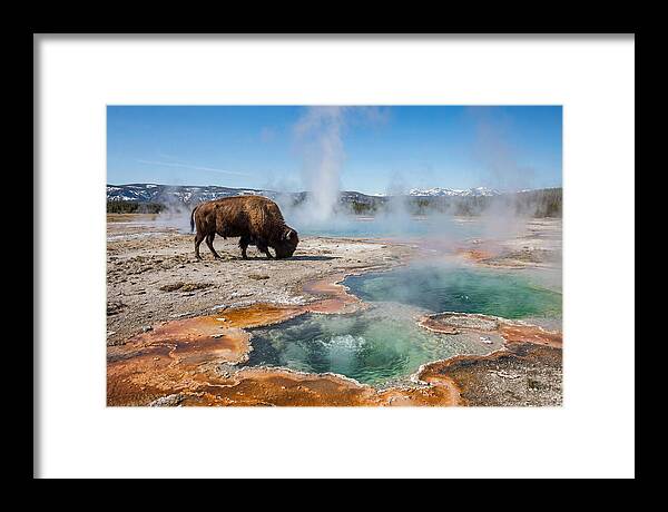 American Bison In Yellowstones Steam