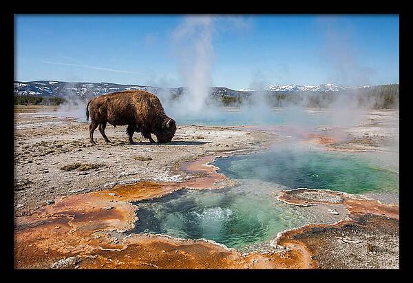 American Bison In Yellowstones Steam
