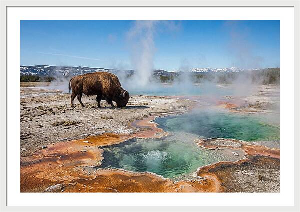 American Bison In Yellowstones Steam