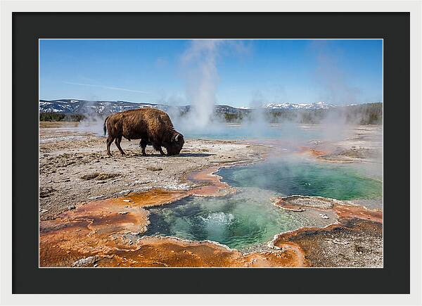 American Bison In Yellowstones Steam