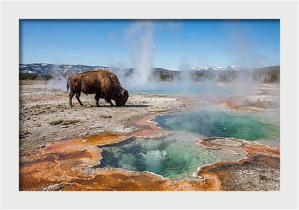 American Bison In Yellowstones Steam