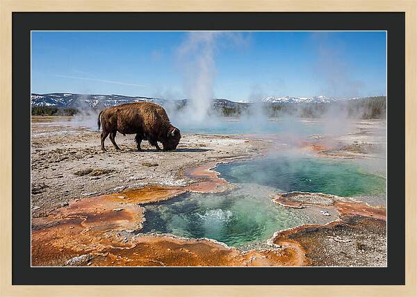 American Bison In Yellowstones Steam