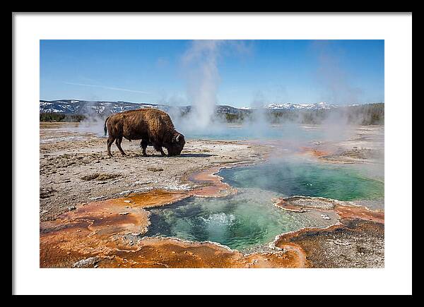 American Bison In Yellowstones Steam