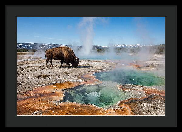 American Bison In Yellowstones Steam