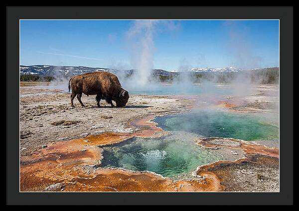 American Bison In Yellowstones Steam