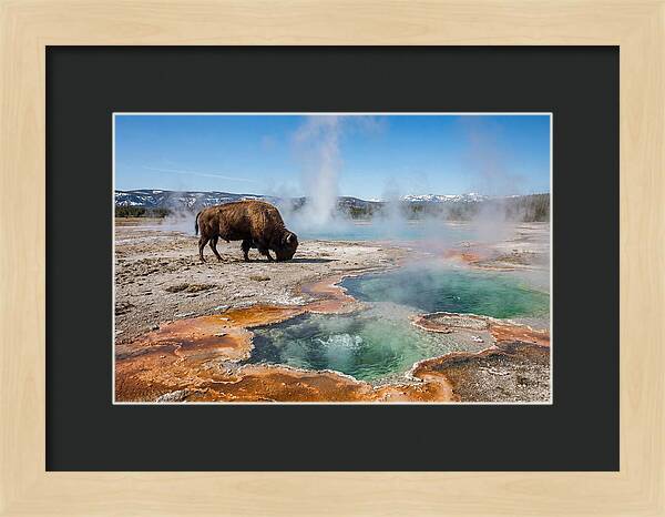 American Bison In Yellowstones Steam