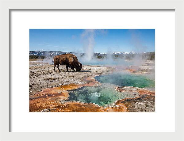 American Bison In Yellowstones Steam