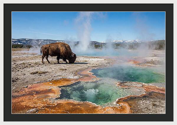 American Bison In Yellowstones Steam