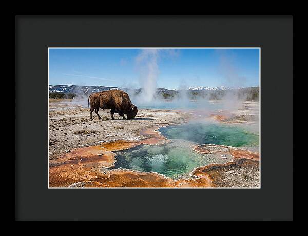 American Bison In Yellowstones Steam