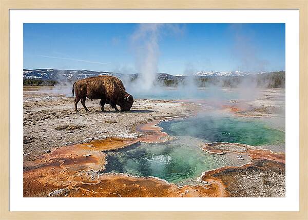American Bison In Yellowstones Steam